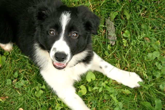 Juno at 10 Weeks