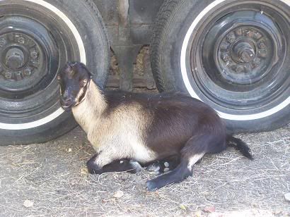 I have pictures! - Goats