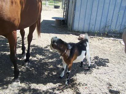 I have pictures! - Goats