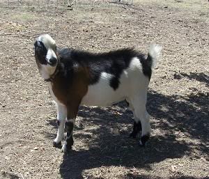 I have pictures! - Goats