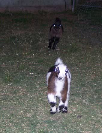 I have goats!!!! - Goats