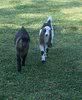 I have goats!!!! - Goats