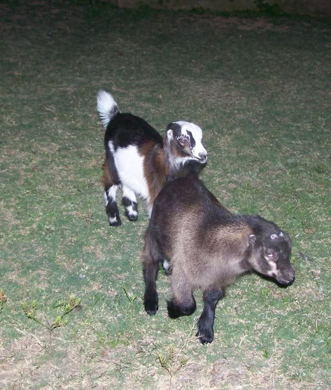 I have goats!!!! - Goats