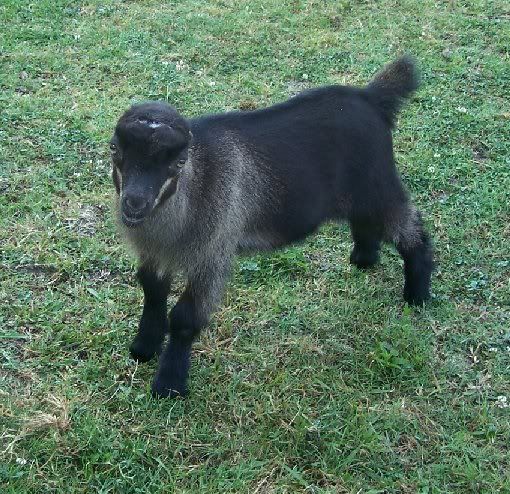 I have goats!!!! - Goats