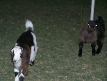 I have goats!!!! - Goats
