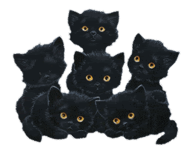 Black Cats Pictures, Images and Photos