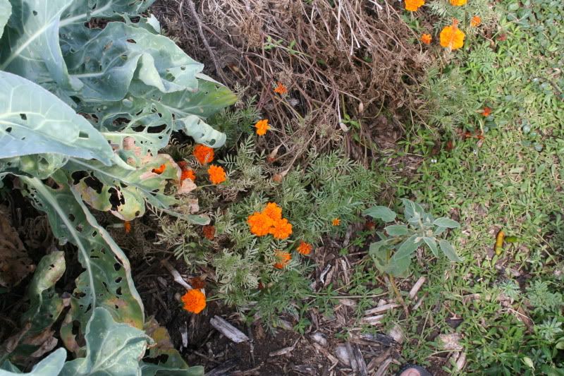OT Marigolds and Spider Mites **PICS**