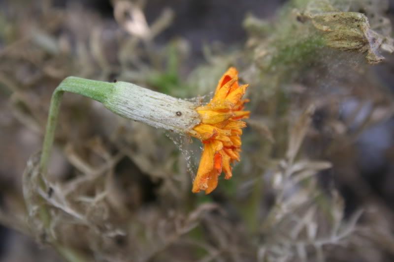 OT Marigolds and Spider Mites **PICS**
