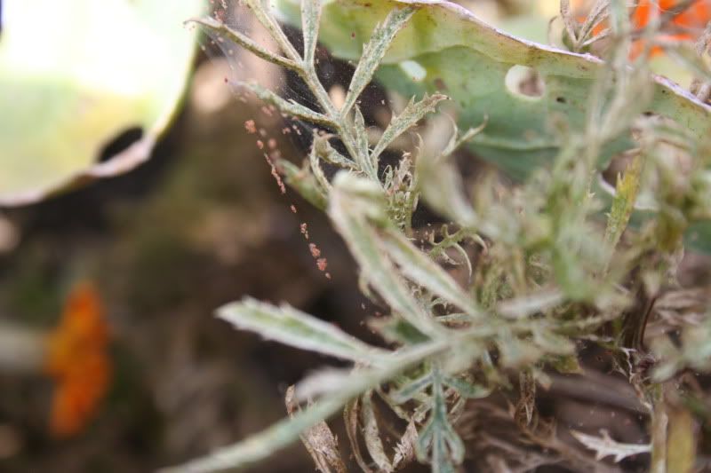 OT Marigolds and Spider Mites **PICS**