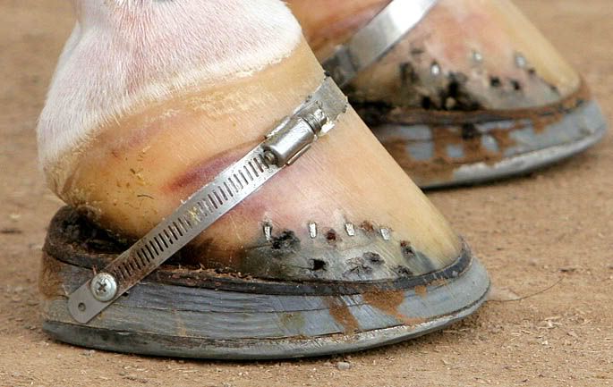 shoes Horse 2 Farrier Barrel   Horse's trim Dressage Hooves to horses Page  for