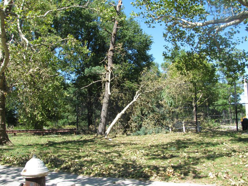 Flushing 2010,tree damage