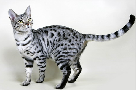 Silver Cat Pictures, Images and Photos