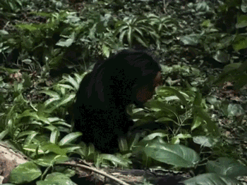 wtf-gifs-monkey-mask_zps1675a53f.gif