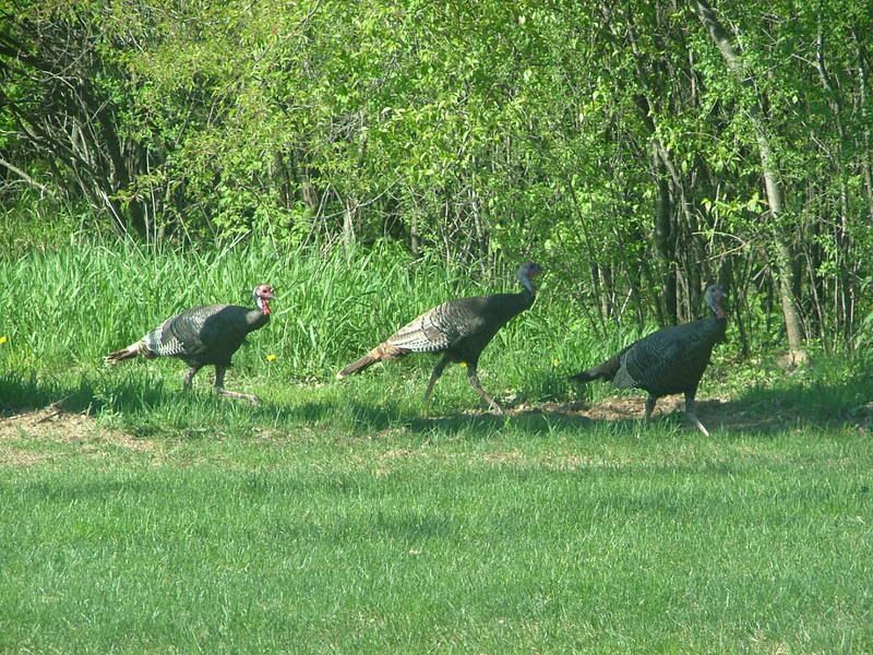 Turkey's in Yard