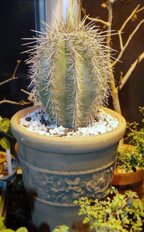 Baby Saguaro