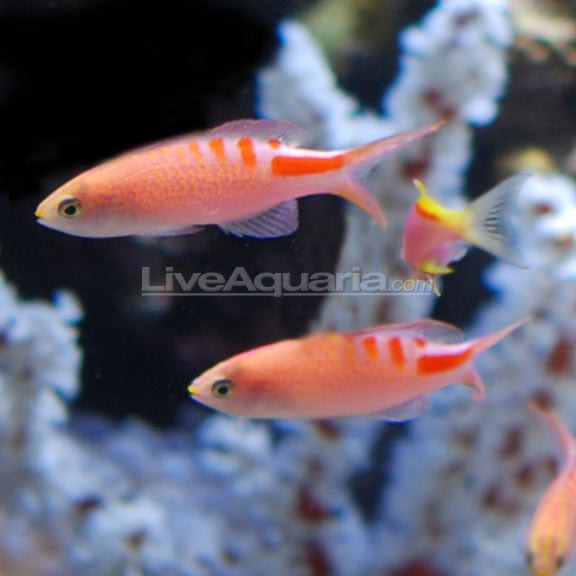 lg-70002-anthias.jpg