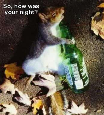 drunk squirrell photo: drunk squirrell drunksquirrel.jpg