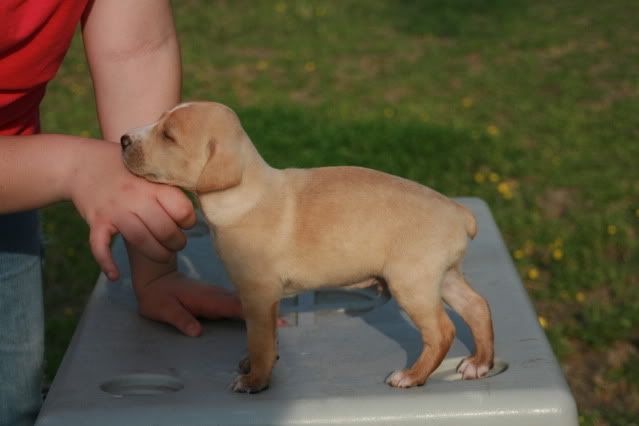 treeing cur for sale