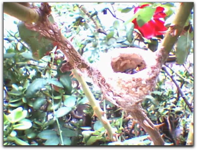 allen hummingbird nest with chicks Pictures, Images and Photos