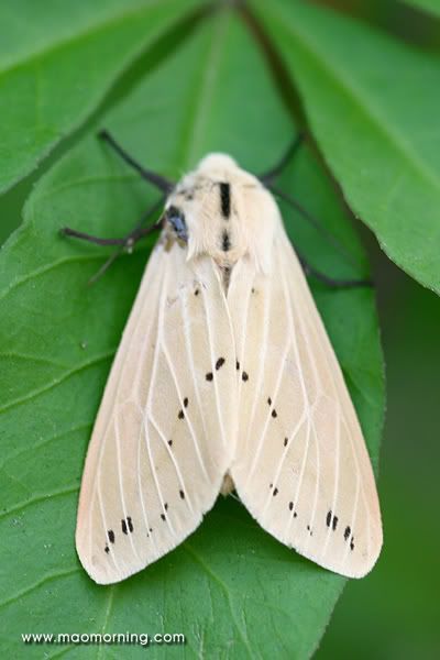 Spilosoma Obliqua