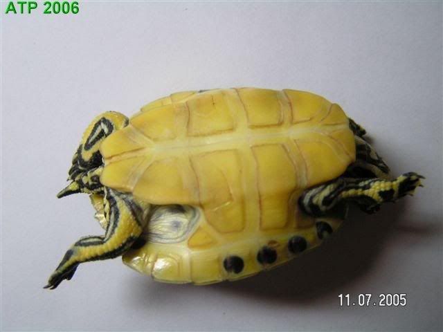 Florida Cooter Vs Peninsula Cooter - Turtle Identification - Turtle Forum