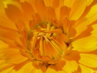 Calendulaarancio2.jpg