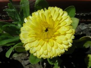 Calendulagialla1.jpg