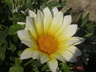 Gazania2.jpg