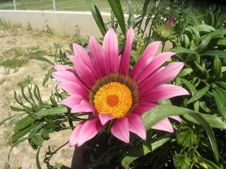 Gazania4.jpg