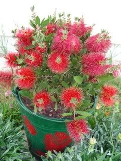 Callistemon.jpg