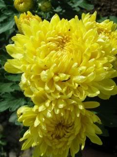 Crisantemigialli2.jpg