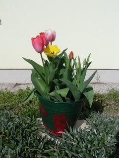 Tulipani1.jpg