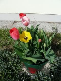 Tulipani2.jpg