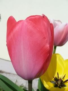 Tulipani5.jpg