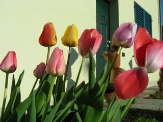 Tulipani6.jpg