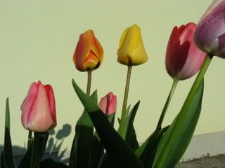 Tulipani7.jpg