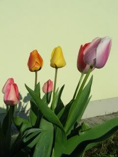 Tulipani8.jpg