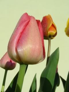 Tulipani9.jpg