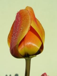 Tulipanigialliarancio1.jpg