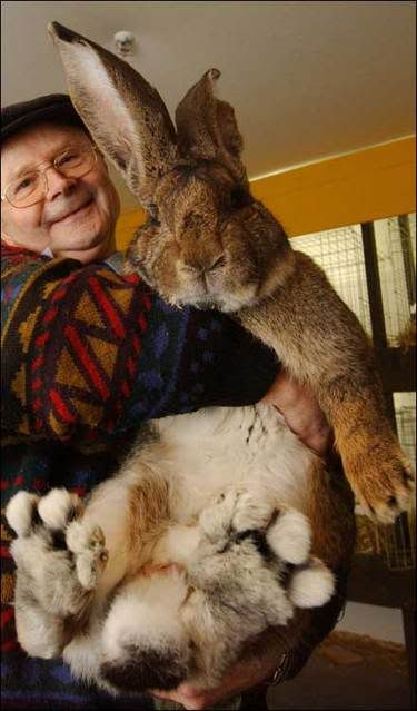 BIG BUNNY