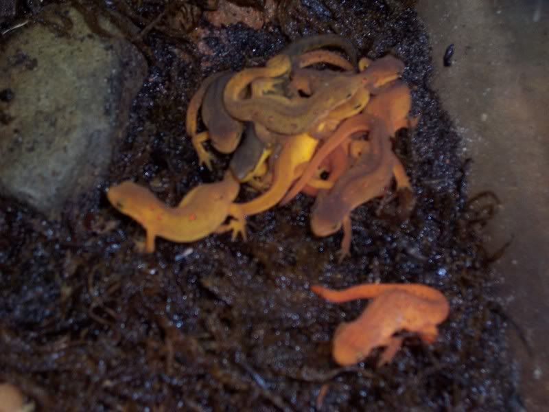 Some salamanders and newts in