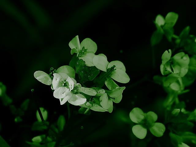 IMG_1318_white_flowers_mono_green.jpg