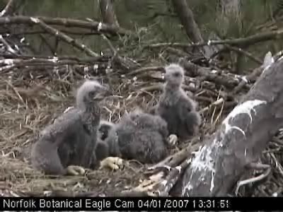Norfolk eaglets