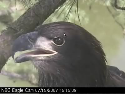 Norfolk eaglet
