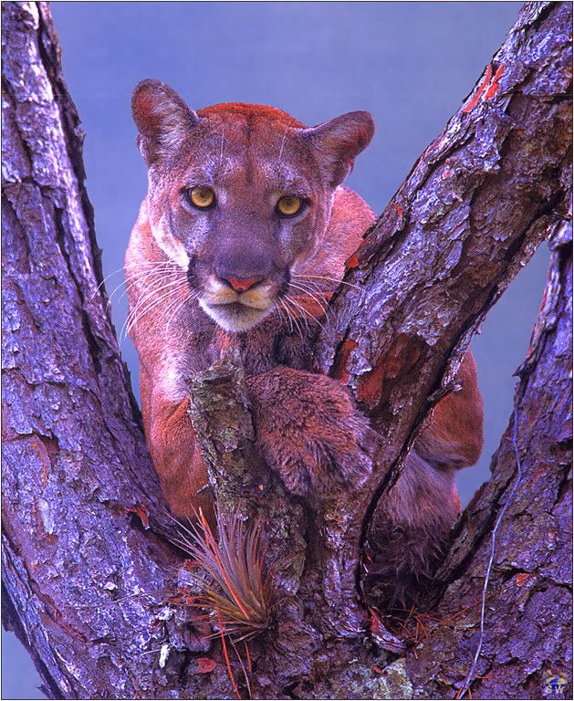 NEW PANTHER PIC THREAD Florida Panthers Can We Save