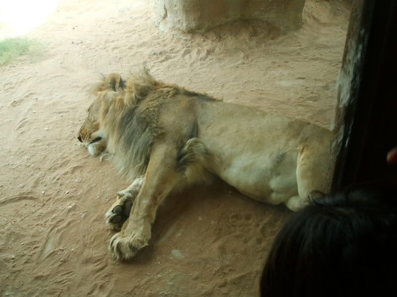 lion