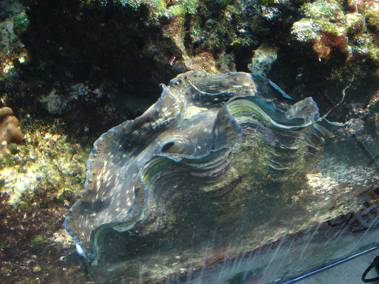 Are my clams dead/dying after spawning? Reef Central Online Community