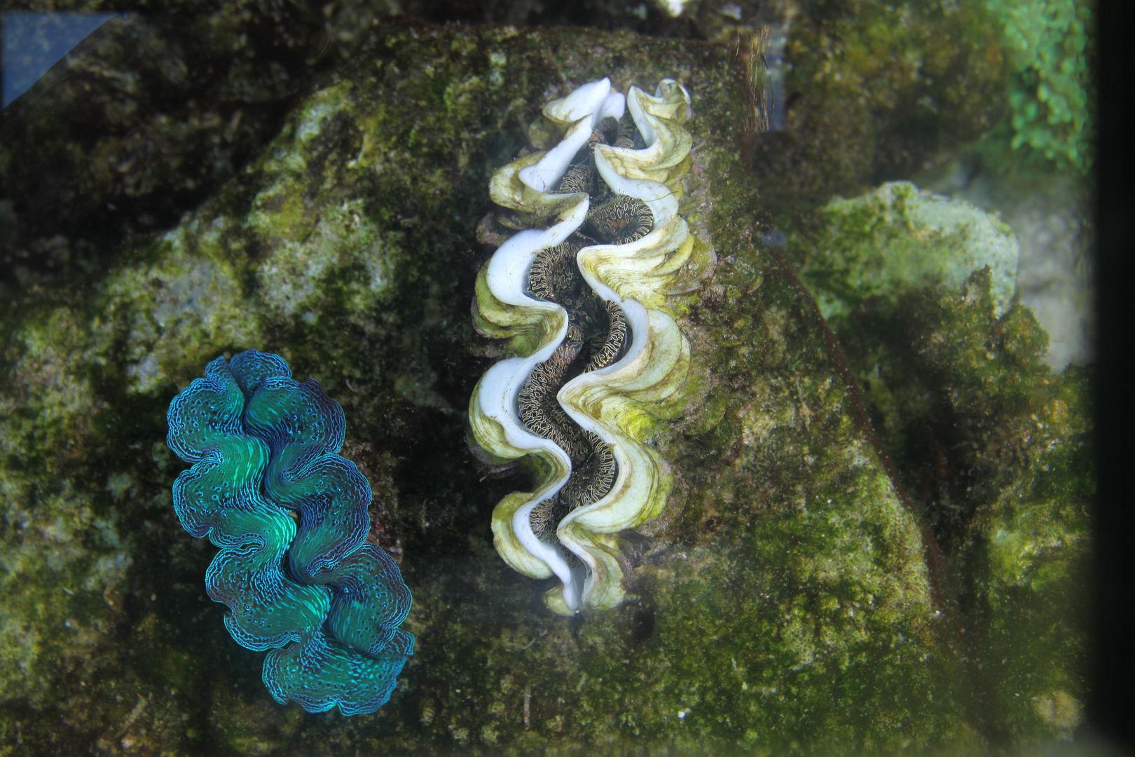 maxima clam dying