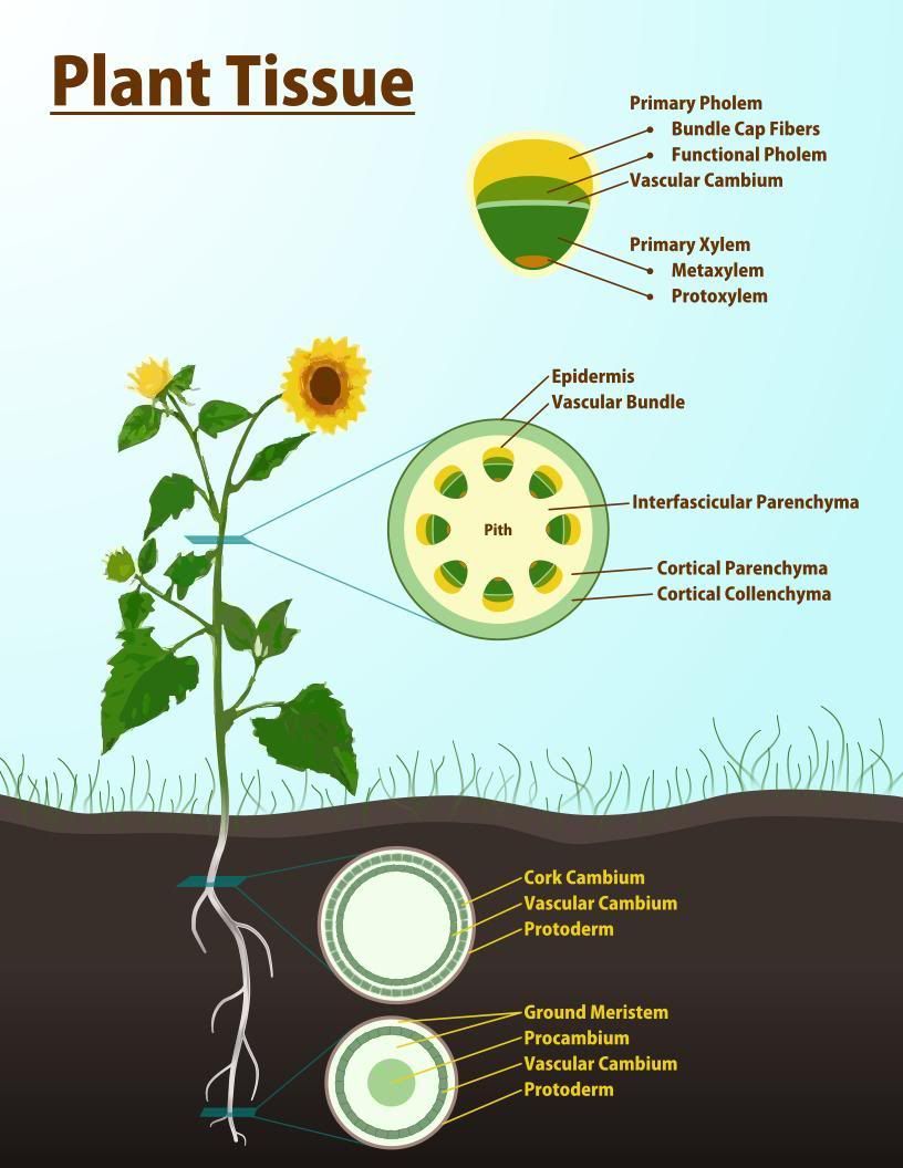 Plant Tissue Diagram