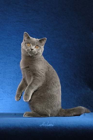 British blue shorthair cat in blue background